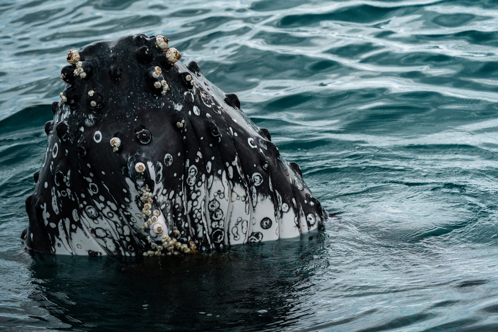 04-09-25 - Marine Safari-006